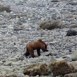 Flipping huge rocks to search for food