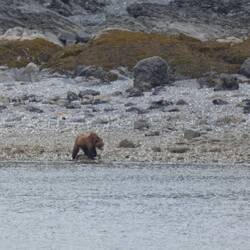Coastal brown bear