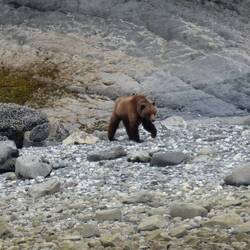 Coastal brown bear
