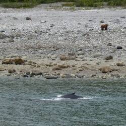 A coastal brown bear AND a humpback whale!