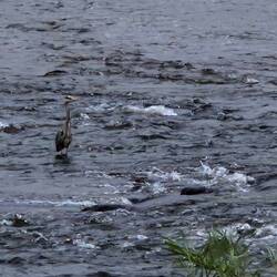 Closer view of Heron looking for lunch