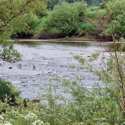Heron looking for lunch
