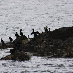 Cormorants on Crow Island ... so named because cormorants are called Sea Crows