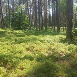 Waldheidelbeeren bedecken massenhaft den Waldboden!