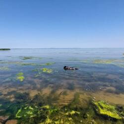 Wer entdeckt den Seehund in Altwarp!