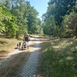 Gepflasterte Wege!👍