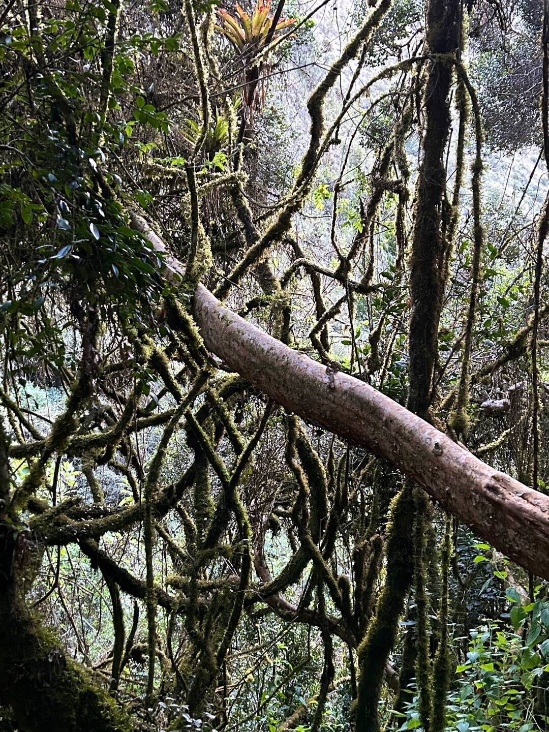 Rainforest area