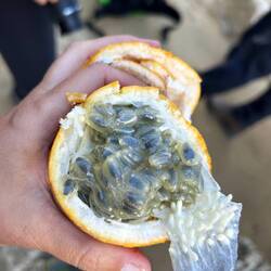 Snack: Passion Fruit / Maracuja