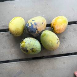 Üsi Reinigungschraft hed üs eifach früschi Mangos anegleid, ich sägä üch.... sooooo fein