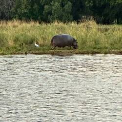 So cool tonsee one out of the watet.