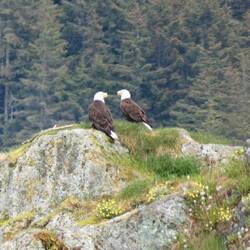 Bald eagles on Sentinel Island
