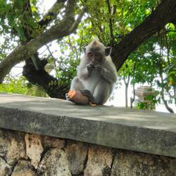 Frecher kleiner Affe