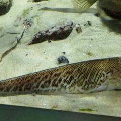 Das ist wohl der einzige Fisch hier, der einem Schmerz zufügen kann. Versteckt sich gern im Sand.