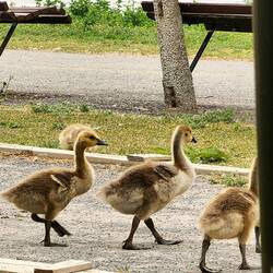 So fluffy, Canada Goslings!