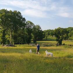 Und noch ein Bild aus dem Hundefreilauf des Camping im südlichen Snowdonia.