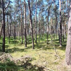Lichte Wälder, mit Farn oder Waldheidelbeeren!