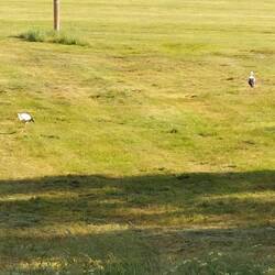 Die ersten Störche!