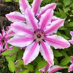 Überall auf der Insel blüht es