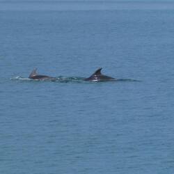 Unsere Begleiter neben dem Boot nach Staffa