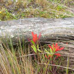 Es gibt Blümchen....