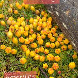 Werden "amarillas" genannt.