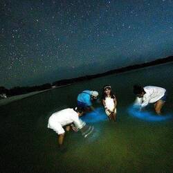 Beispielbild Bioluminescence