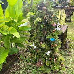 Balinese christmas tree 😅 at our hostel