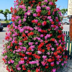 Different Colors on the Same Bush