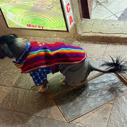 it does not make him cuter