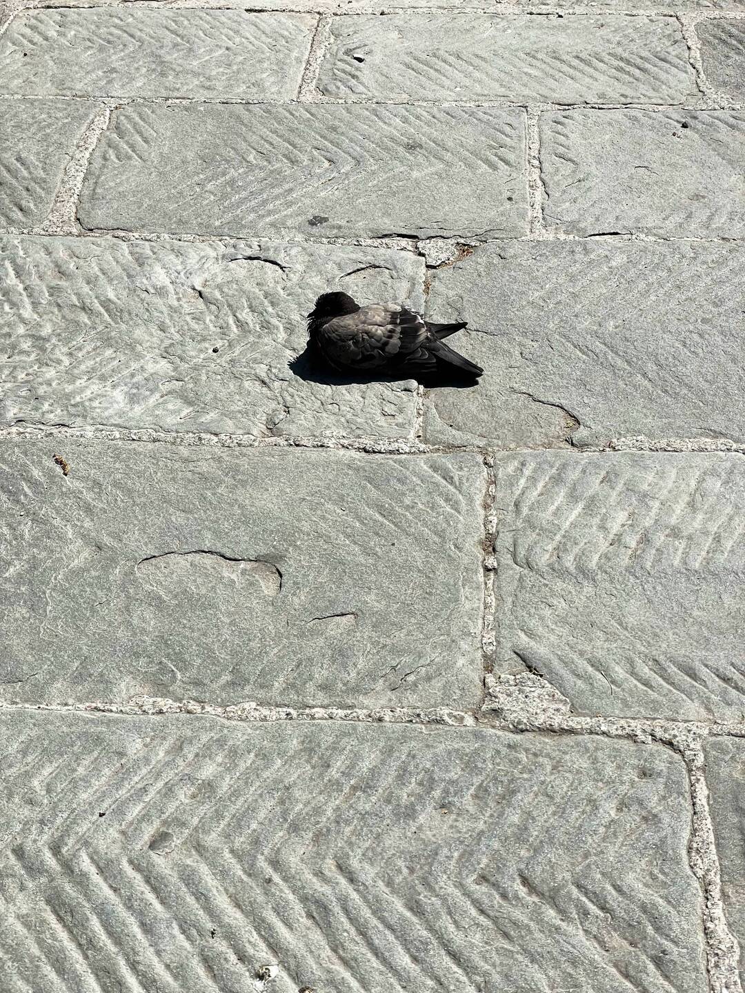 Perry the pigeon chillin🐦