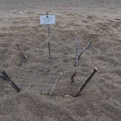 Endroit protégé où une tortue a déposé ses œufs