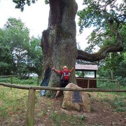 Ein Mann ist nicht genug! 1000 jährige Eiche!