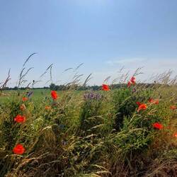 Wunderbare Ackergrenzen!