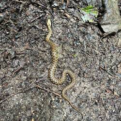 Ah oui j'al vu un bébé serpent aussi