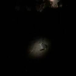 עוד חיה שביקרה אותנו