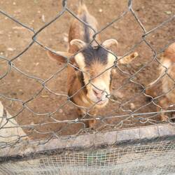 Who doesn't love a baby goat.