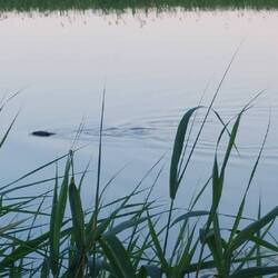 Und vor unserer Nase schwimmt ein Biber!