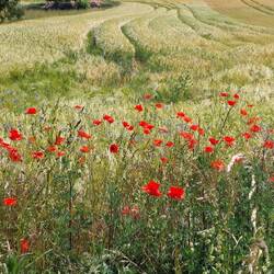 Immer wieder solche Motive!