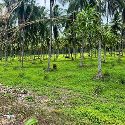 Viele Kühe unter Palmen 🐄