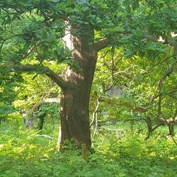 Auch zu sehen: noch viele andere wunderschöne, alte Bäume 🌳 🌳
