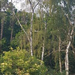 Aber leider kein Robin Hood und auch kein Sheriff 🥴....trotzdem schön 😋👌