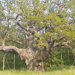 Hier ist sie, die tausendjährige Eiche "Major oak" 😳👍