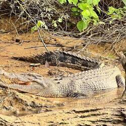 Viele hautnahe Krokodilsichtungen