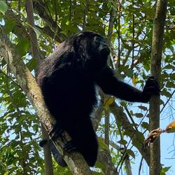 Schwarze Brüllaffen sieht man in Lamanai viele 🐒🐒🐒