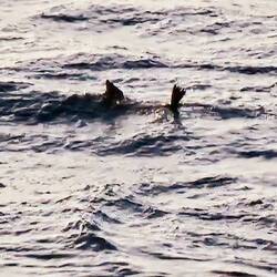 Seal playing