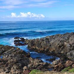 Hasting's Point - whale waiting