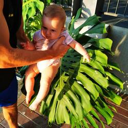 Die Monstera größer als Amilia