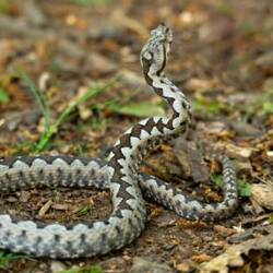 Horned Nose Viper