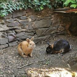 Die Kaninchen von Steuer's "Alte Winzerstube"