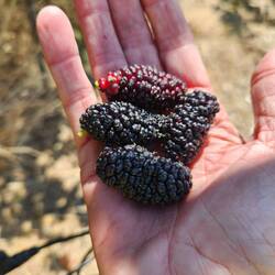 Mulberries in Porto Koufo -- delicious!